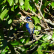Whiskered Treeswift