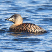 White-backed Duck