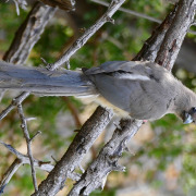 White-backed Mousebird
