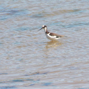 White-backed Stilt