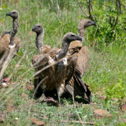 White-backed Vulture