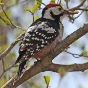 White-backed Woodpecker