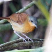 White-bellied Antbird