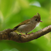 White-bellied Erpornis