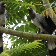 White-bellied go-away bird