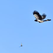 White-bellied Go-away-bird