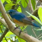 White-bellied Redstart