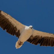 White-bellied Sea Eagle