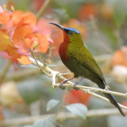 White-bellied Sunbird