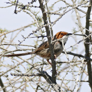 White-bellied Sunbird