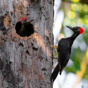 White-bellied Woodpecker
