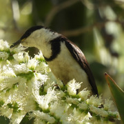 White-breasted Cuckooshrike