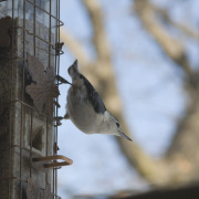 White-breasted Nuthatch
