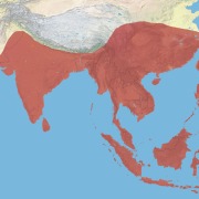 White-breasted Waterhen