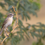 White-browed Bushchat