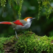 White-browed fulvetta