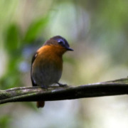 White-browed Robin-Chat