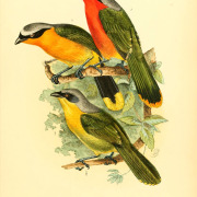 White-browed Robin-Chat