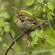 White-browed sparrow-weaver