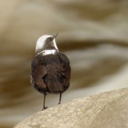 White-capped Dipper