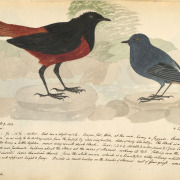 White-capped Redstart