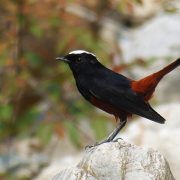 White-capped Redstart