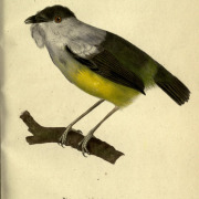 White-collared Manakin