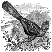 White-crested turaco