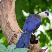 White-crested Turaco