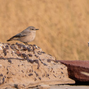 White-crowned Wheatear
