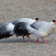 White eared-pheasant