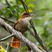 White-eyed Foliage-gleaner
