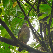 Bridled Quail-Dove