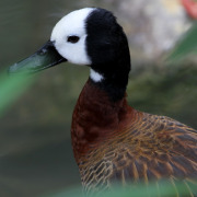 White-faced Whistling Duck