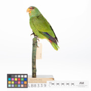 White-fronted Amazon