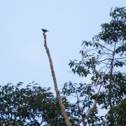 White-fronted Falconet
