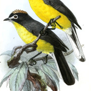 White-fronted Redstart