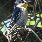 White-fronted Woodpecker