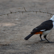 White-headed Buffalo Weaver