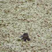 White-headed Duck