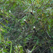 White-headed Munia