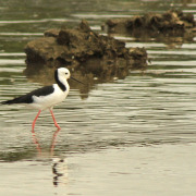 White-headed Stilt