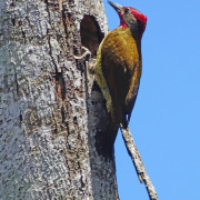 White-headed Woodpecker