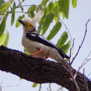 White Helmetshrike