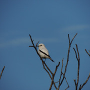 White Monjita
