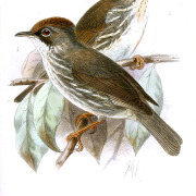 White-naped Yuhina