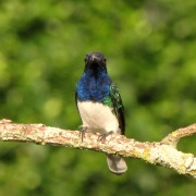 White-necked Jacobin