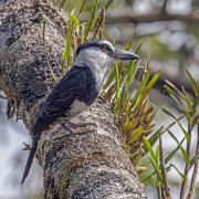 White-necked Puffbird