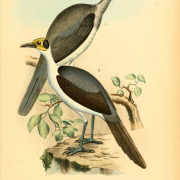 White-necked Rockfowl