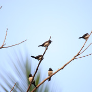 White-rumped Munia